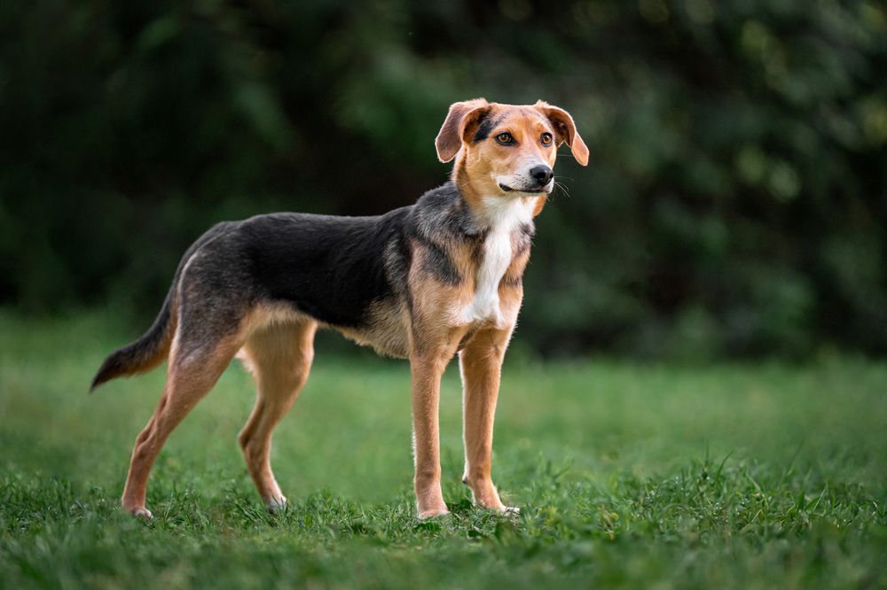 Фотография автора Krisztián Csalami