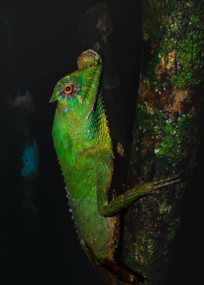 Hump-nosed Lizard (Lyriocephalus scutatus) on a tree