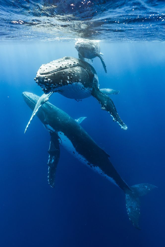 Photograph by AKASAKA AKIRA