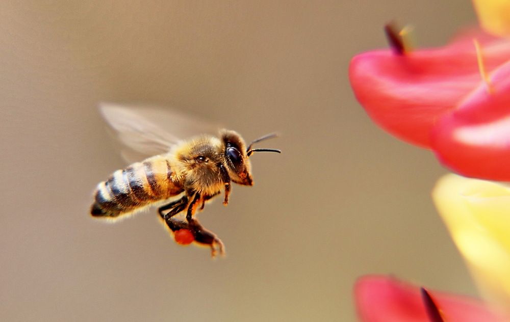 Photograph by Александр Лазебник