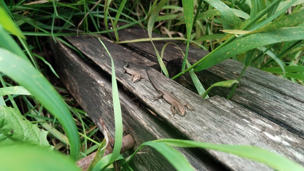 Драконы позируют