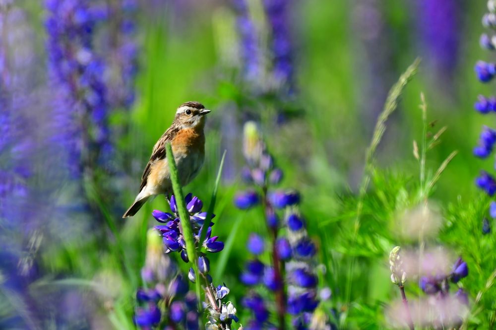 Photograph by Николай Абакумов
