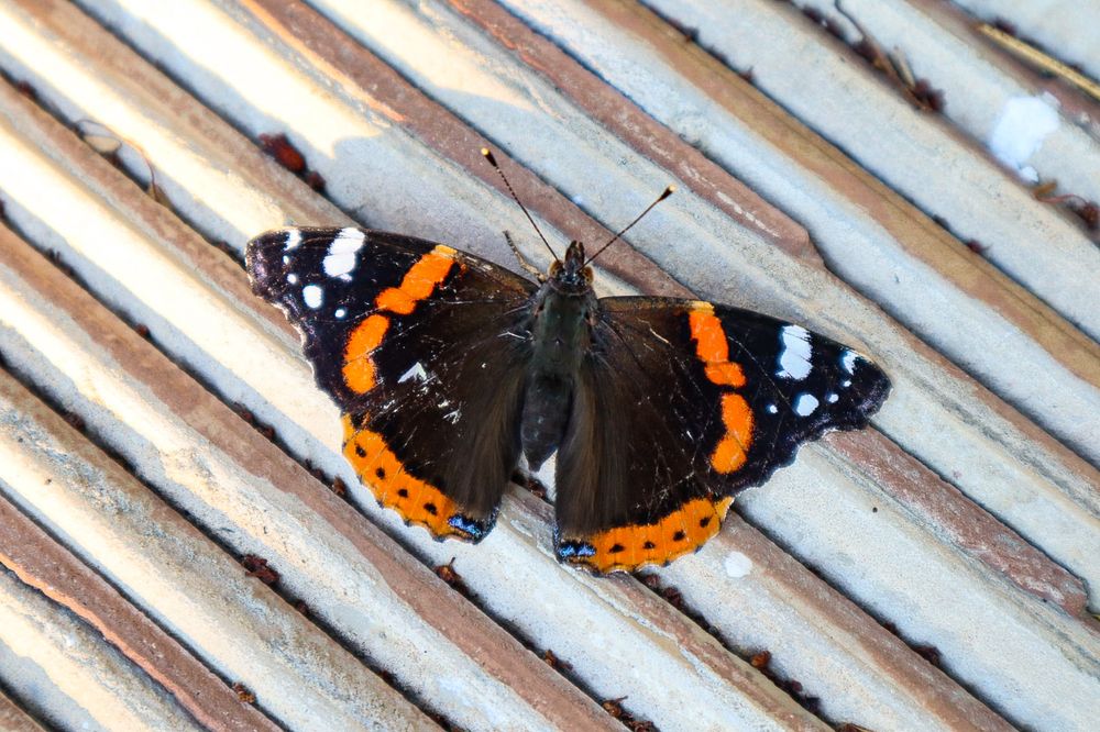 Photograph by Наиля Ахмедова