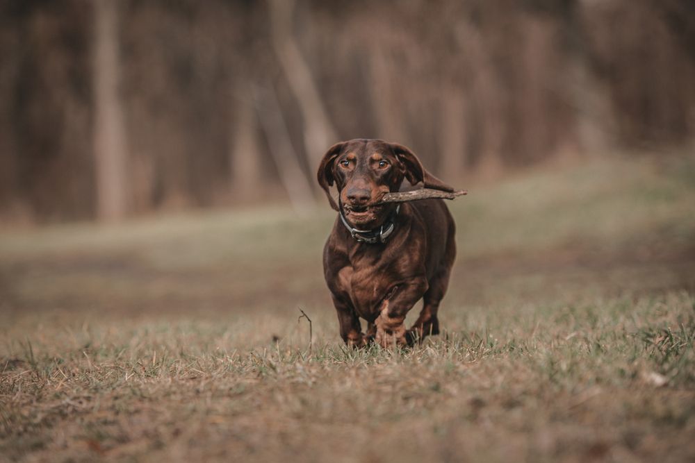 Фотография автора Ольга Тенилова