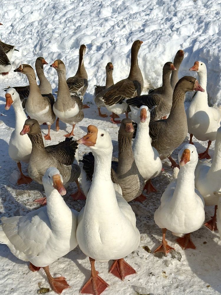 Фотография автора Елена