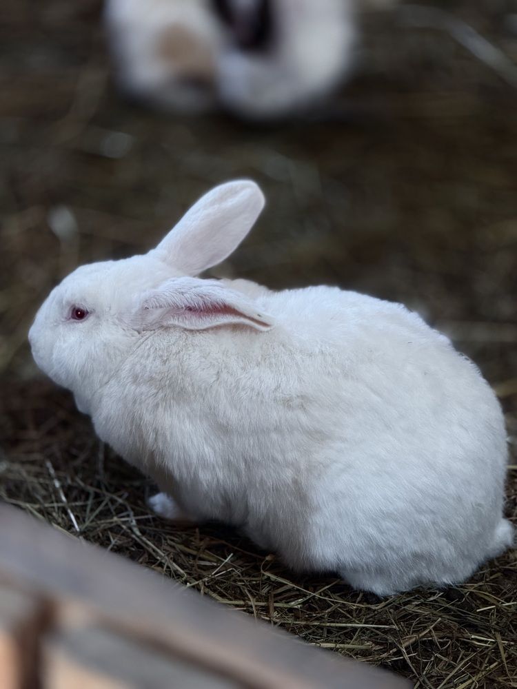 Фотография автора Елена