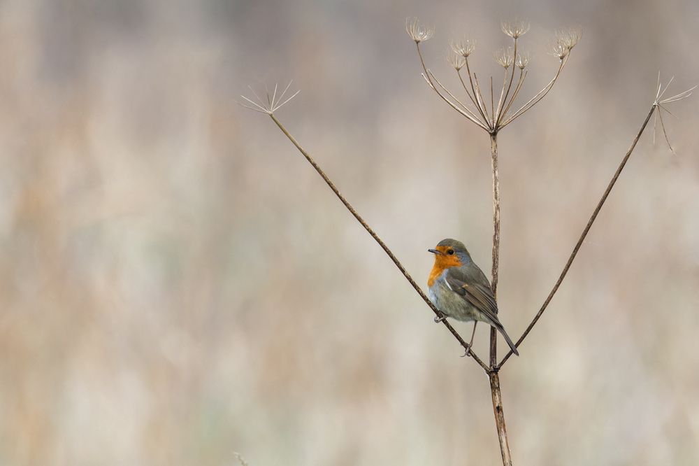 Photograph by Silvia Koopmans