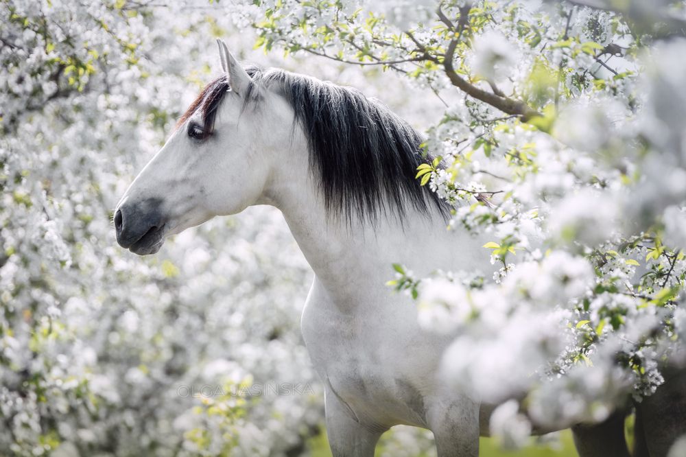 Photograph by Jasińska Olga