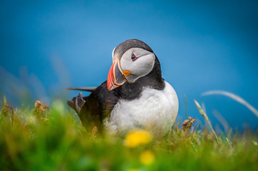 Puffin