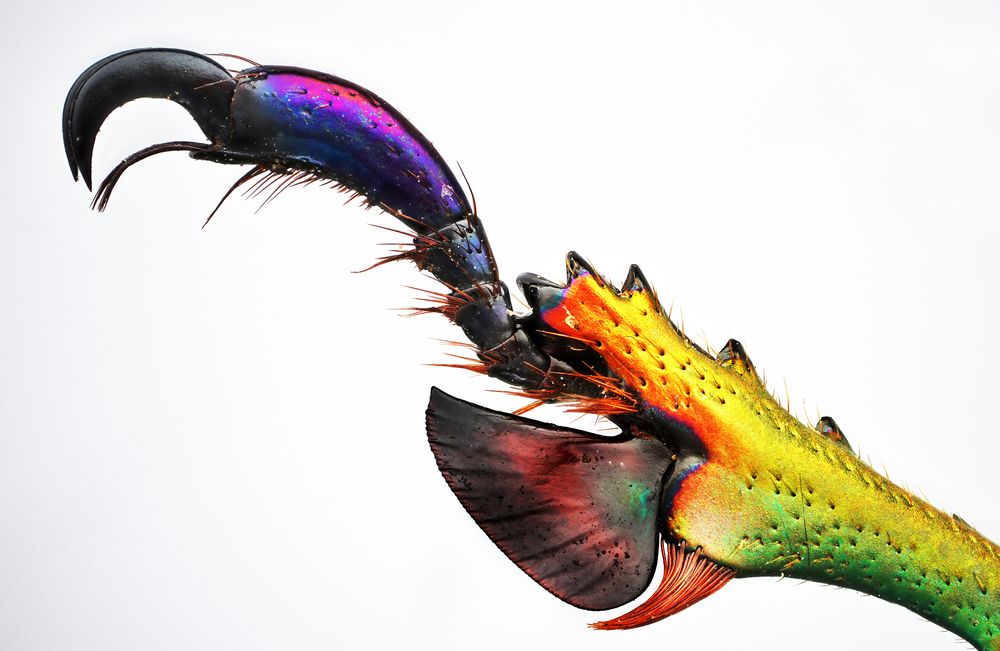 Фотография автора Hasan Al hamada