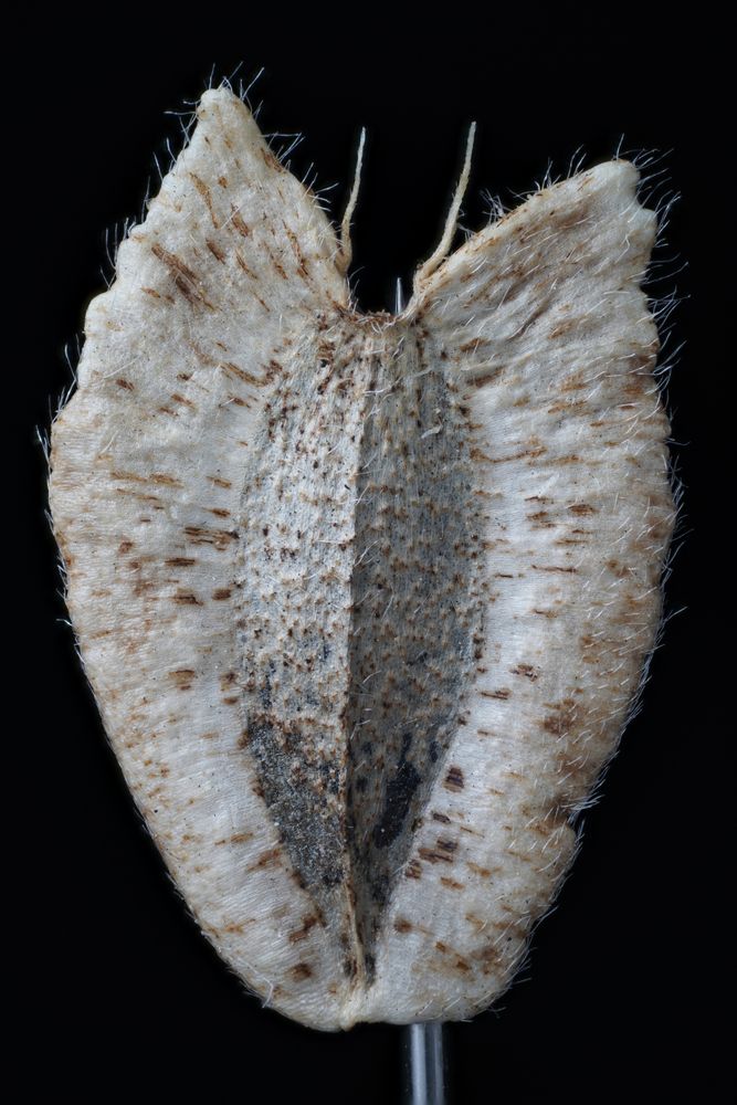 Фотография автора Hasan Al hamada