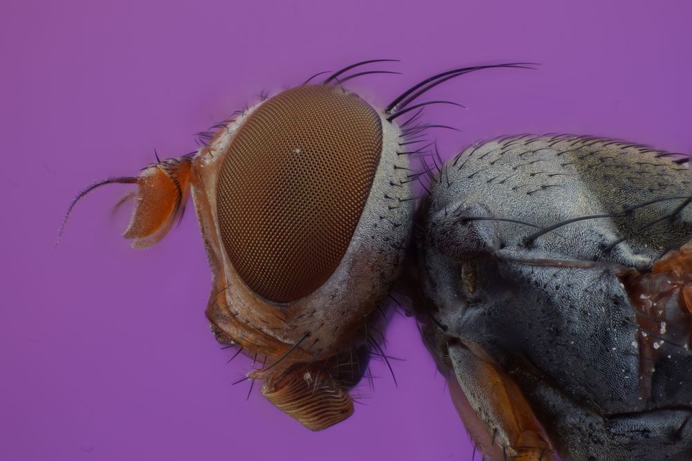 Фотография автора Hasan Al hamada