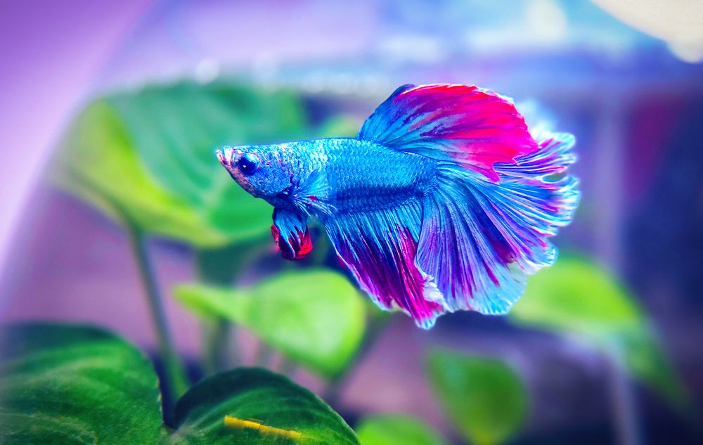 Photograph by Stefan Hopteriev