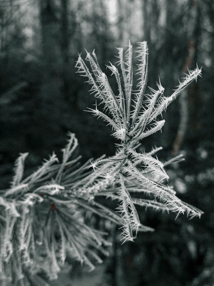 Фотография автора Ирина Романовская