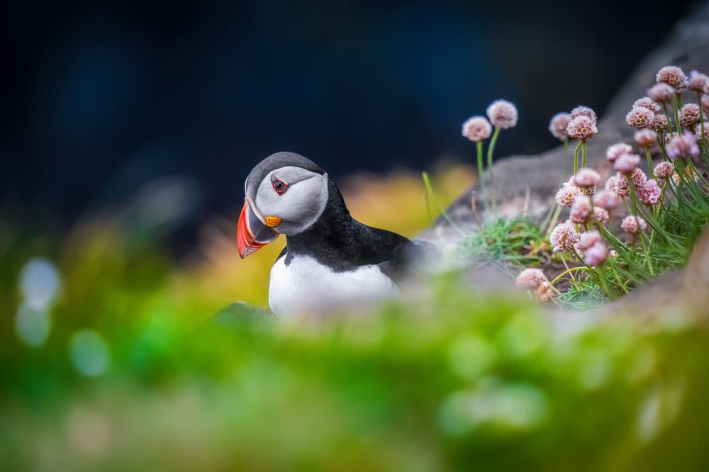 Puffin