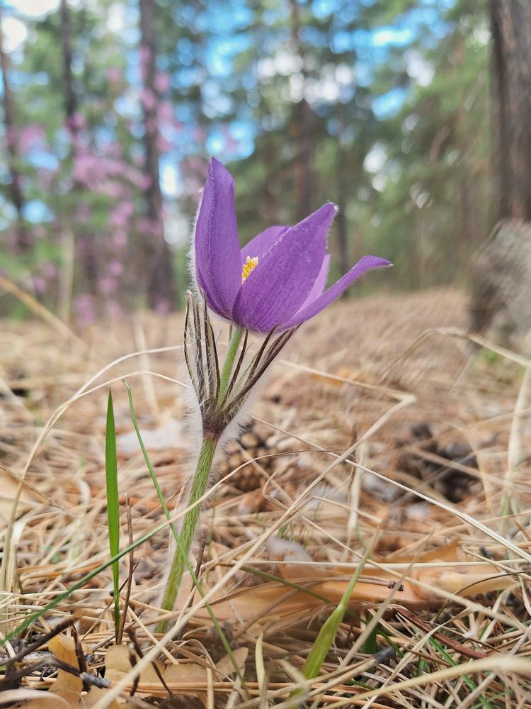 Фотография автора Пешков Егор