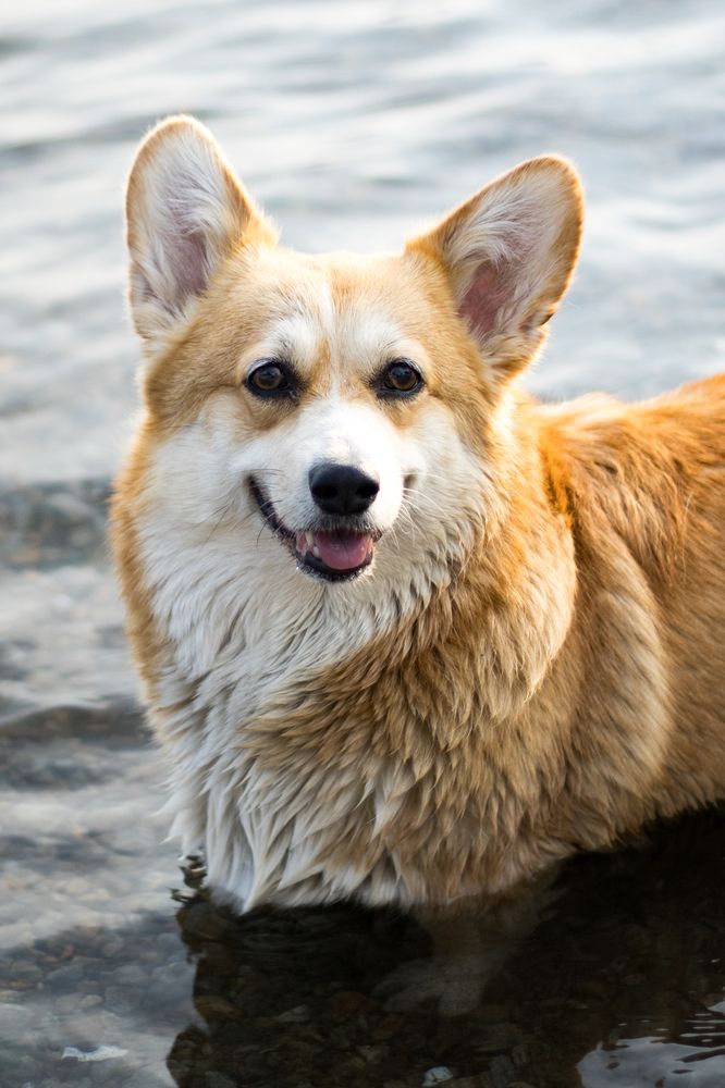 Фотография автора Пешков Егор