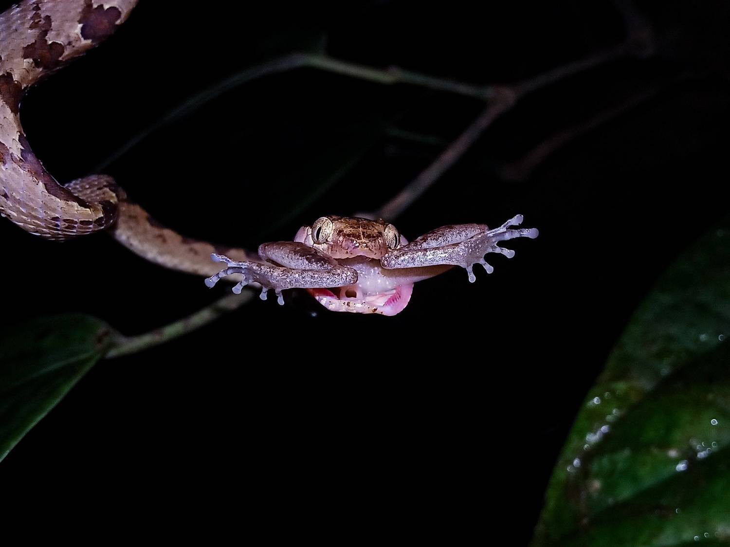 Caylone cat snake taken by kandyan shrub frog Caylone cat snake taken by kandyan shrub frog