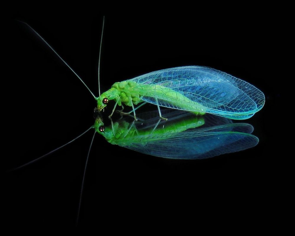 Photograph by Amin Ghaffarian