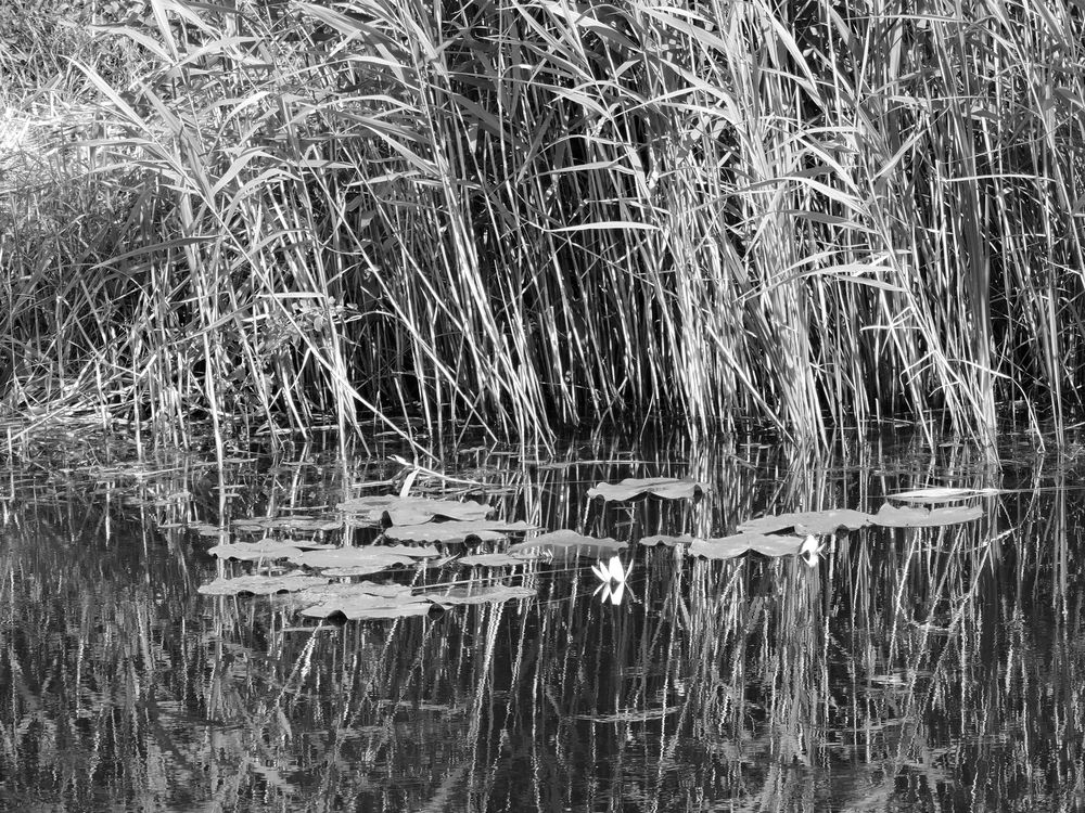 Кувшинка / Water Lily