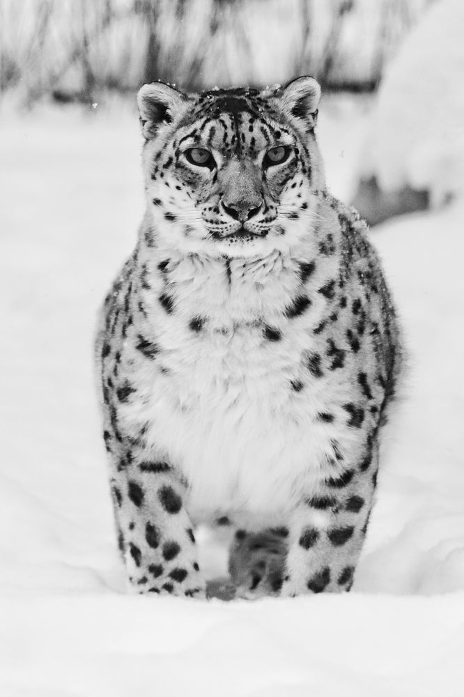 Фотография автора Елена Кириллова