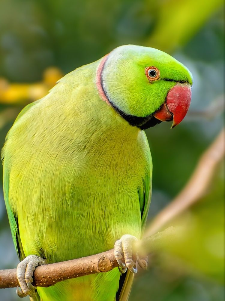 Photograph by Sanatan Sadhu