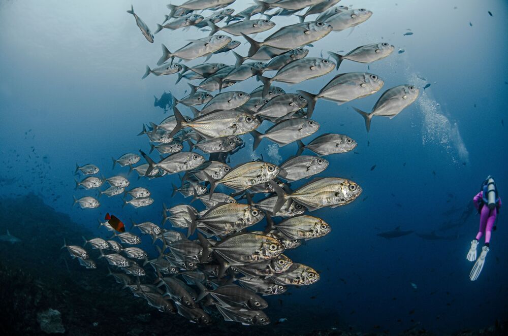 Photograph by ANTONIO RUVER BANDEIRA