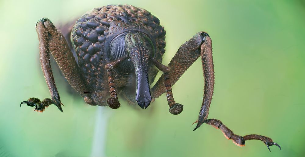 Фотография автора Hasan Al hamada