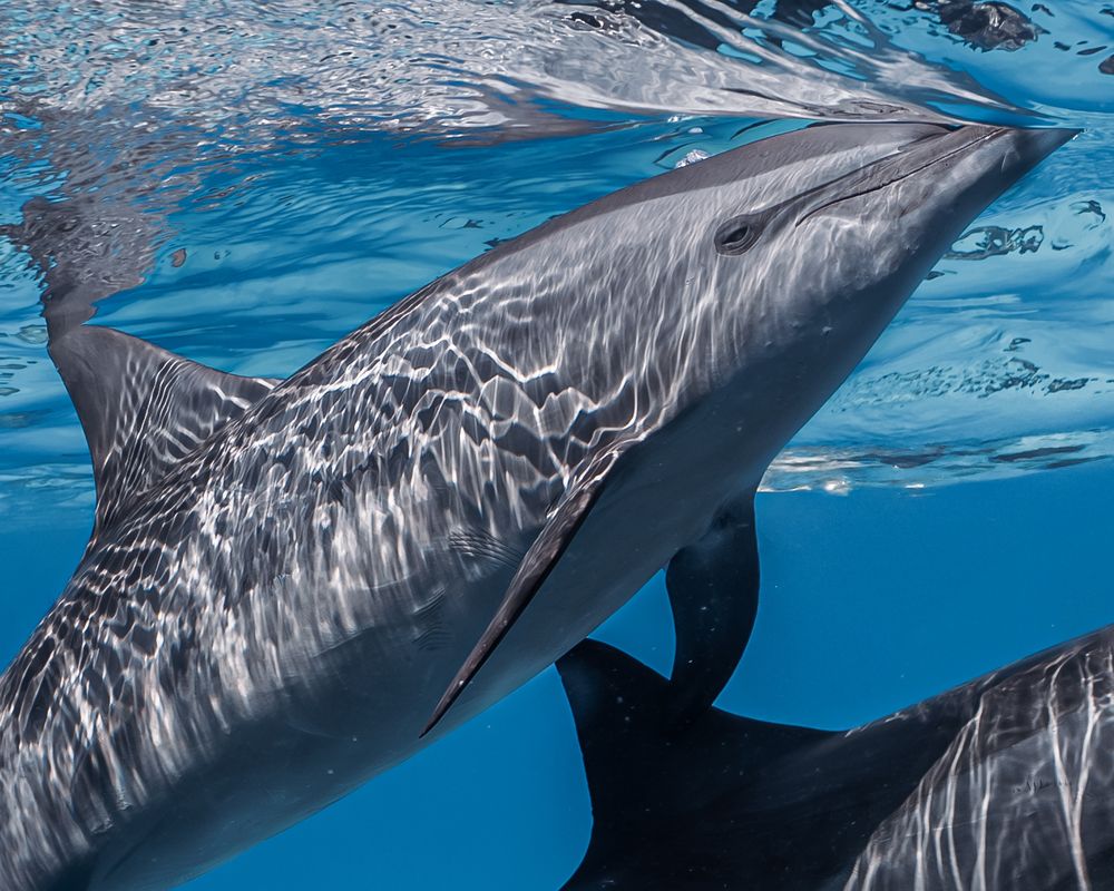 A window into the dolphin's soul