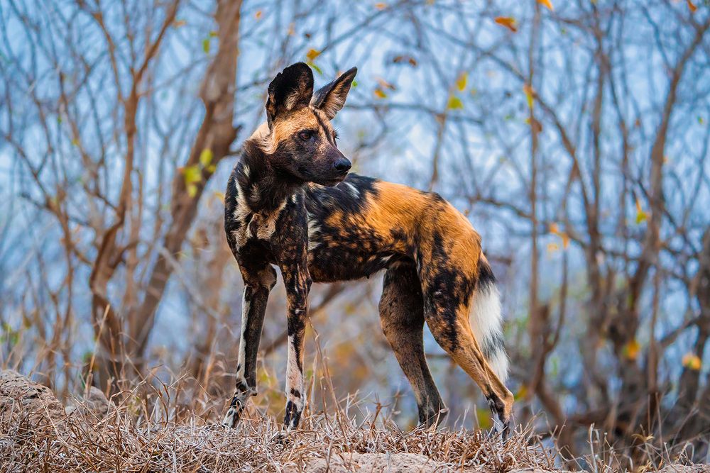 Photograph by Сергей Савви