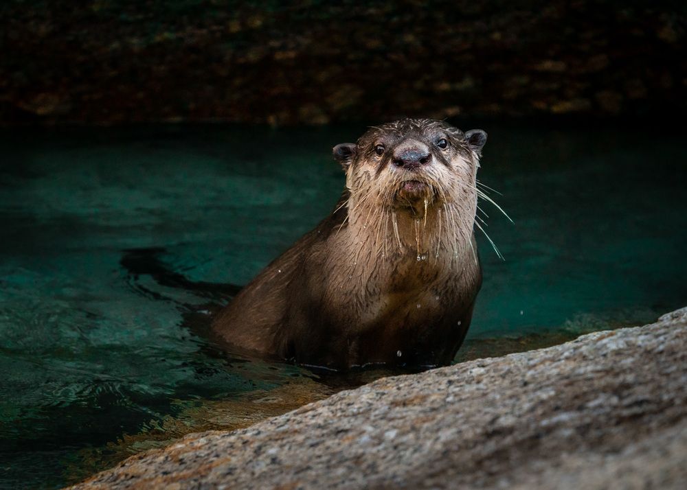 Photograph by Сергей Савви