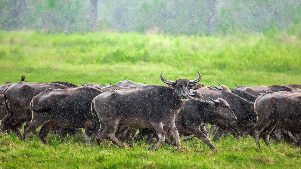 Photograph by Сергей Савви