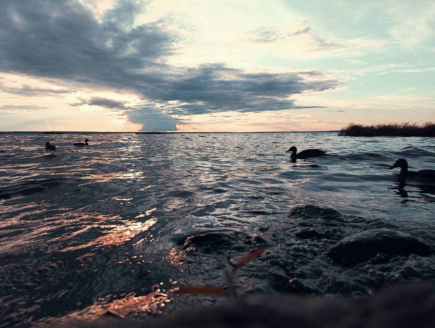 Photo #12008062