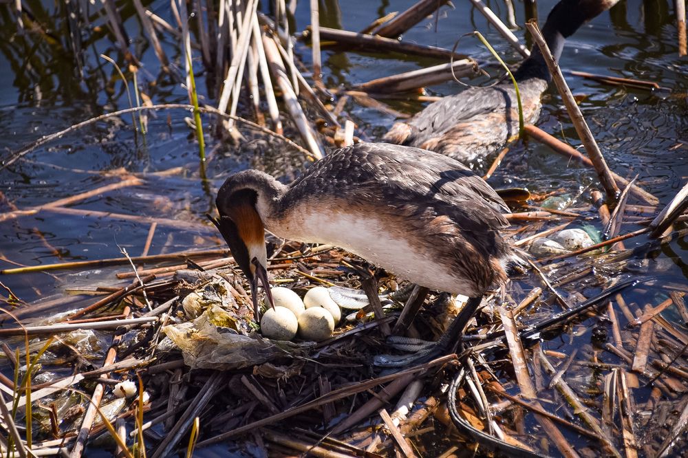 Photograph by Elvira