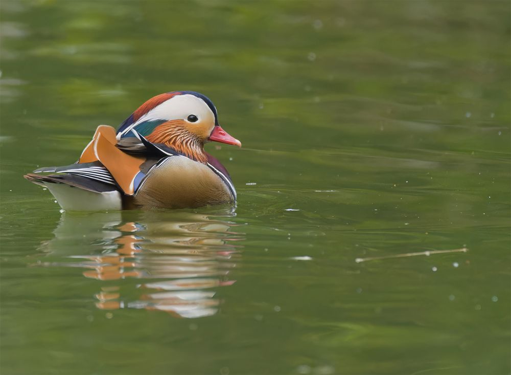 mandarin duck