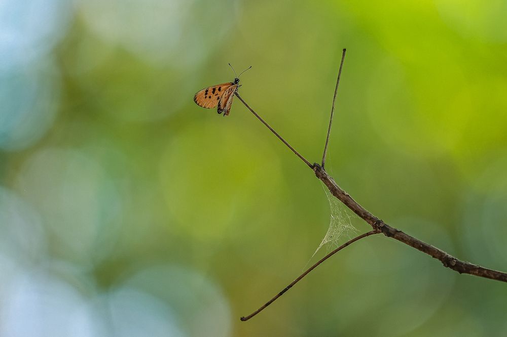 Photograph by G. Thaneshwaran