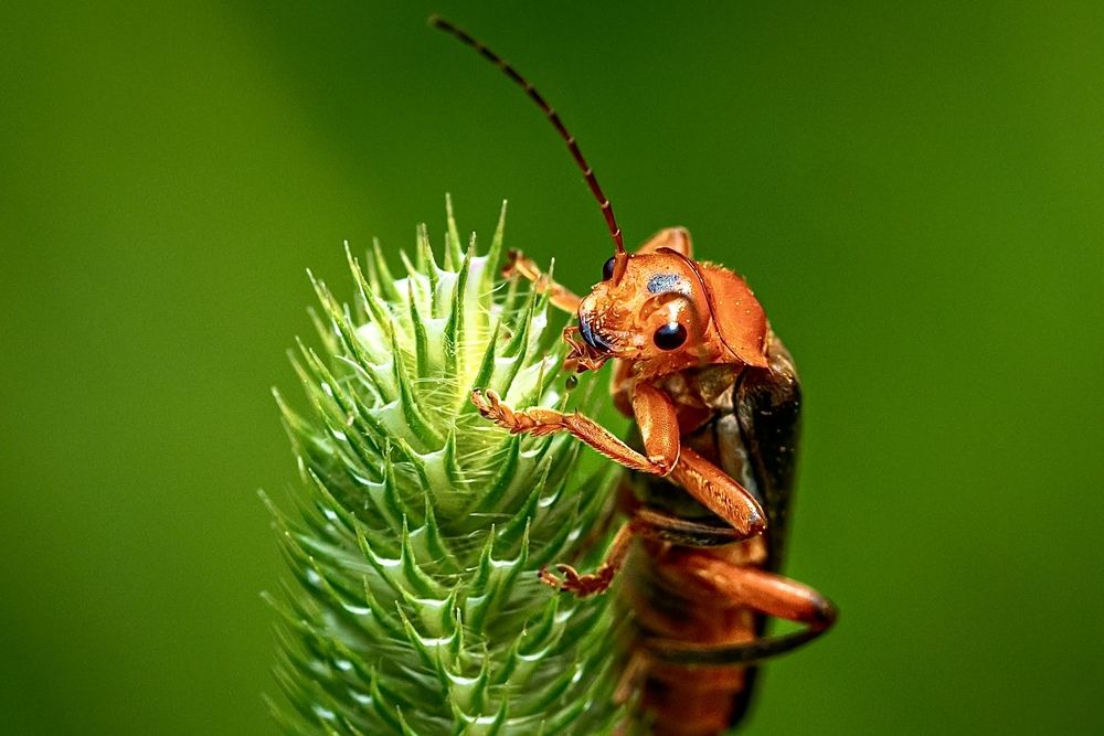 Фотография автора Helena Ivanova