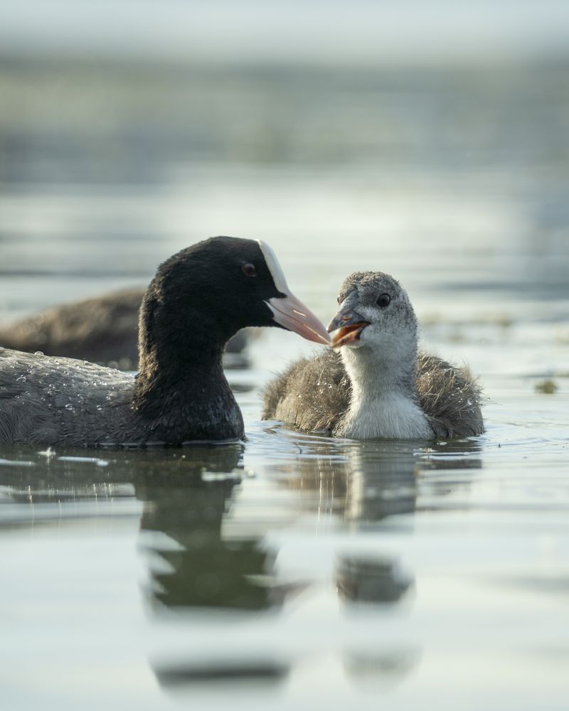 Фотография автора Сергей Затямин
