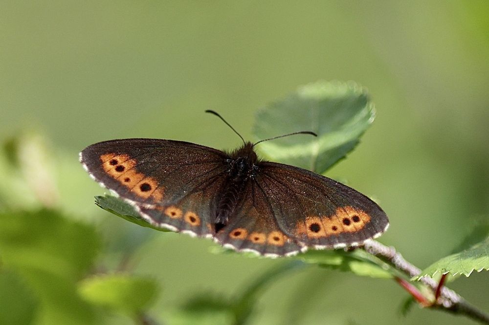 Фотография автора Леонид Голубков