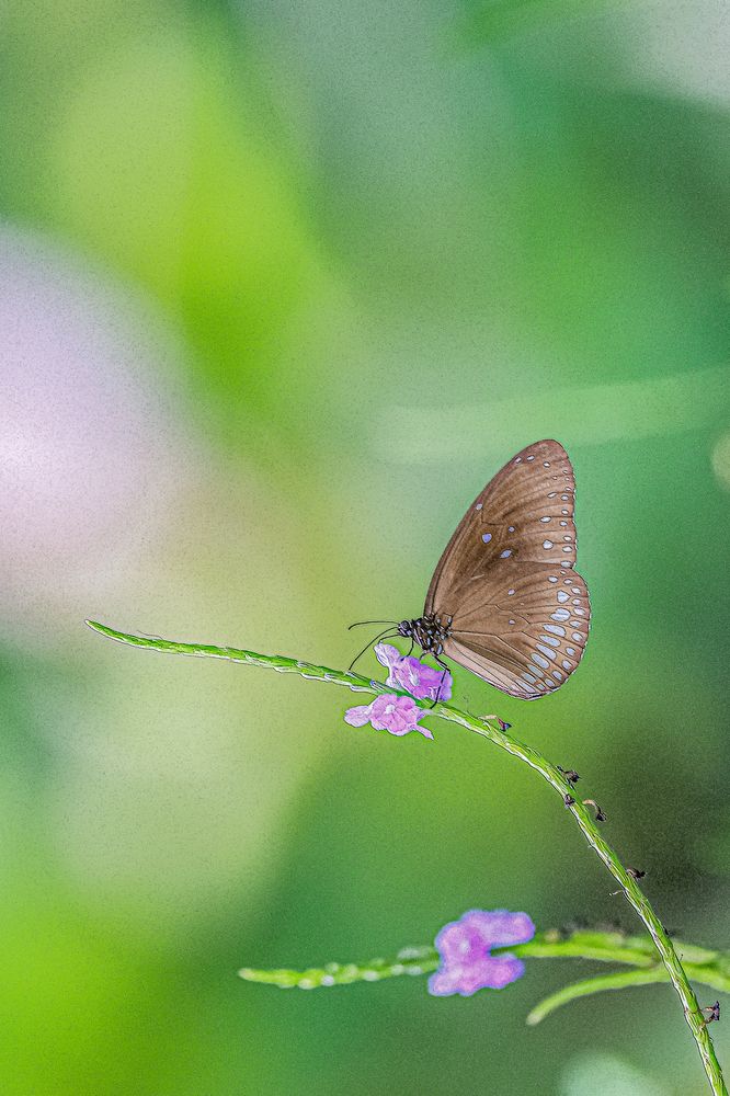 Photograph by G. Thaneshwaran