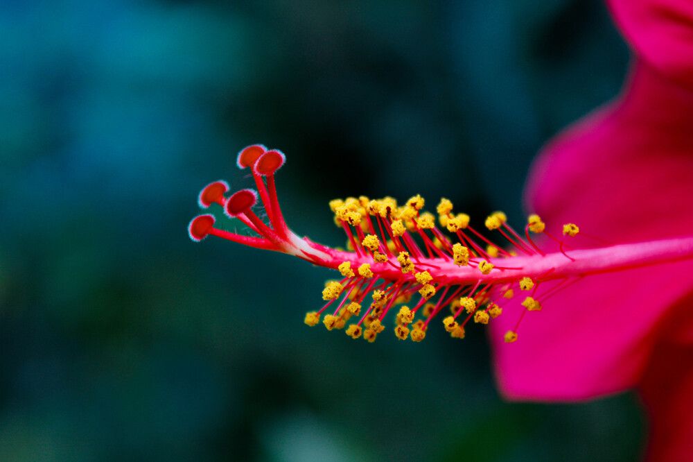 The Heart of the Hibiscus