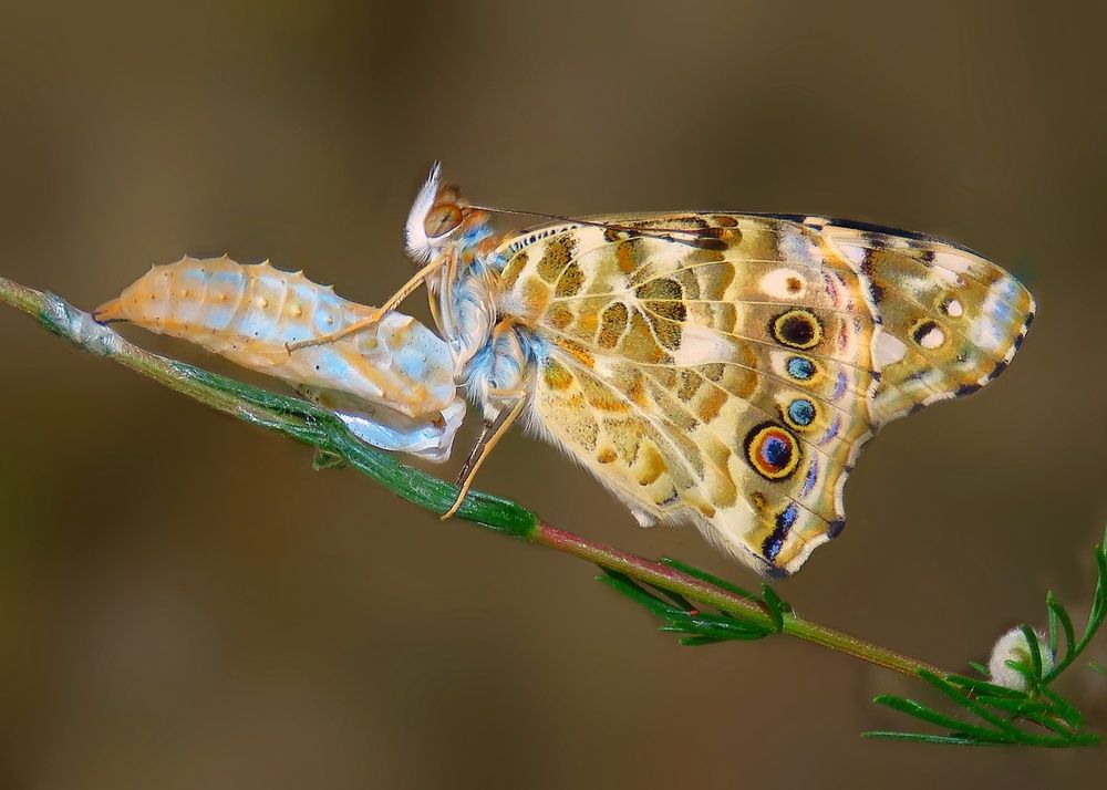 Photograph by Amin Ghaffarian