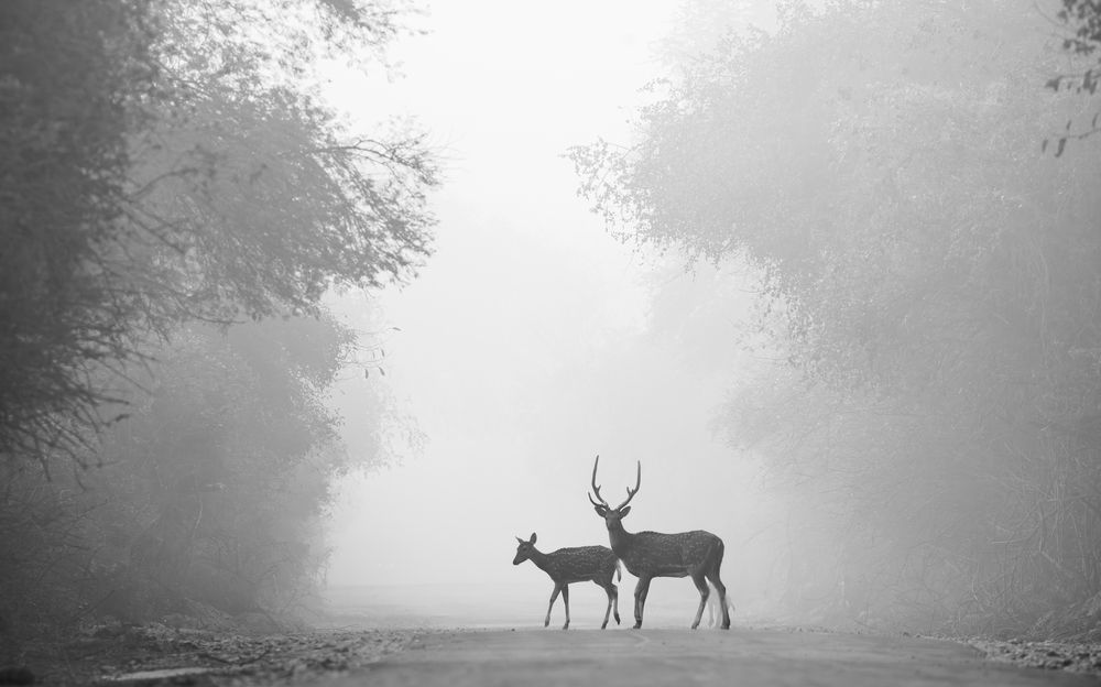 Photograph by Manu Shahdeo