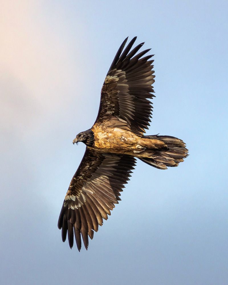 Photograph by Vida Shams