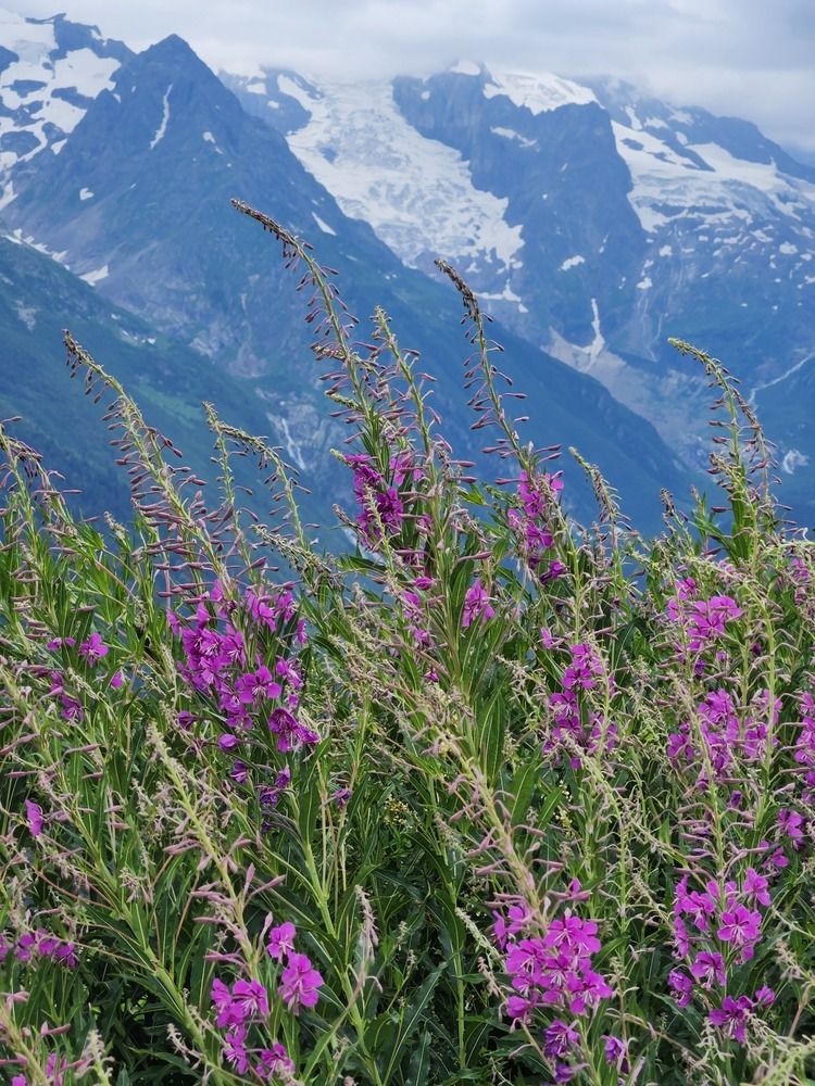 Фотография автора Елена Медвидь