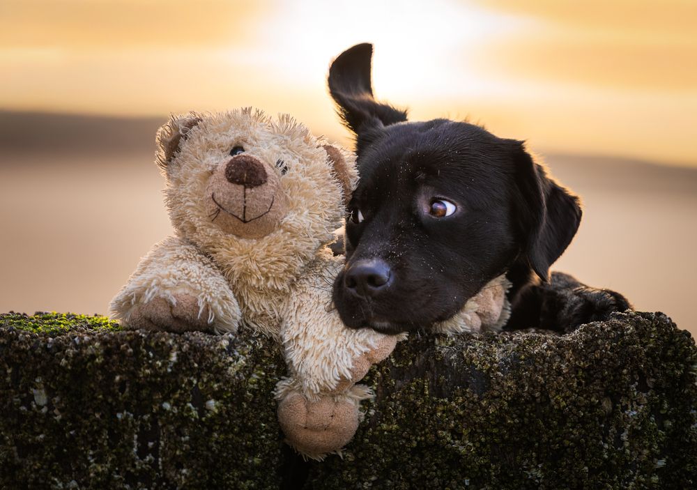 Photograph by Shanna van Mens