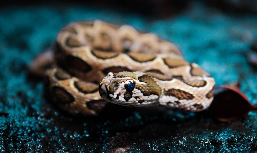 The Silent Hunter : Russell's Viper