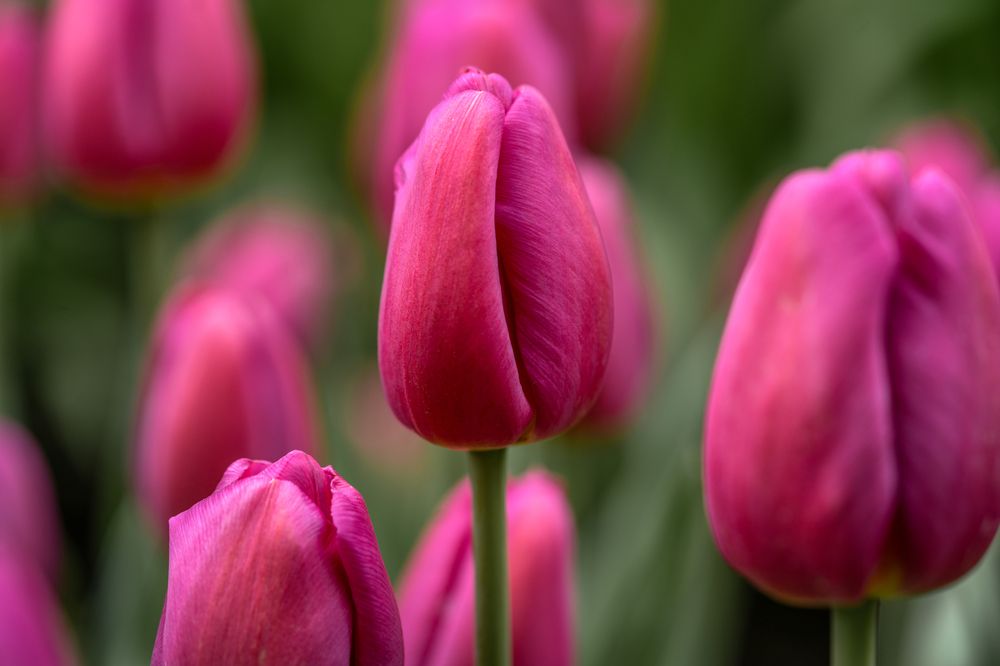 Photograph by Lyudmila