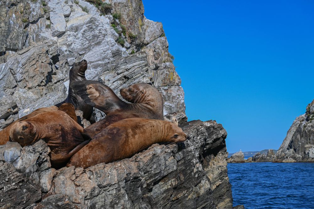 Steller sea lions on Putyatin Island