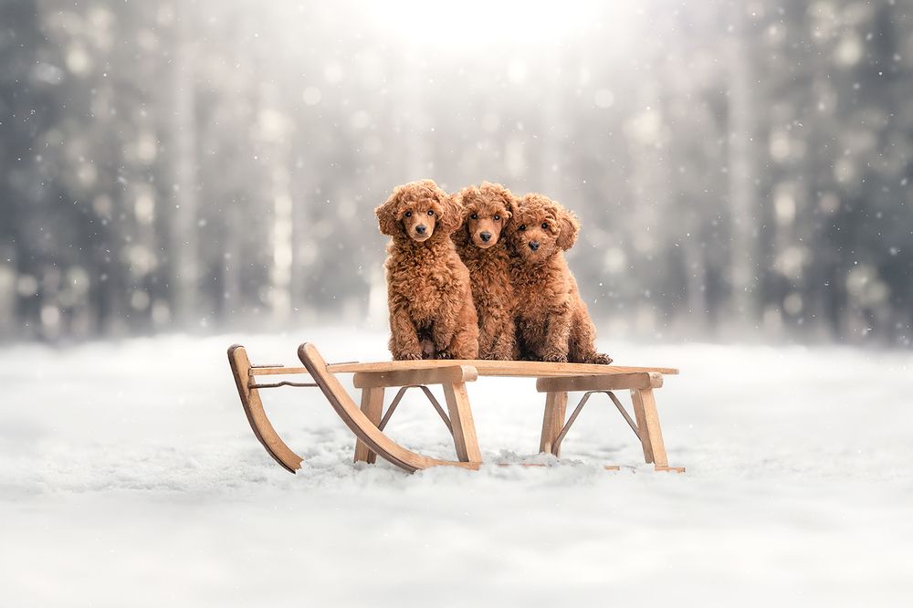 Photograph by Laura Quintanel